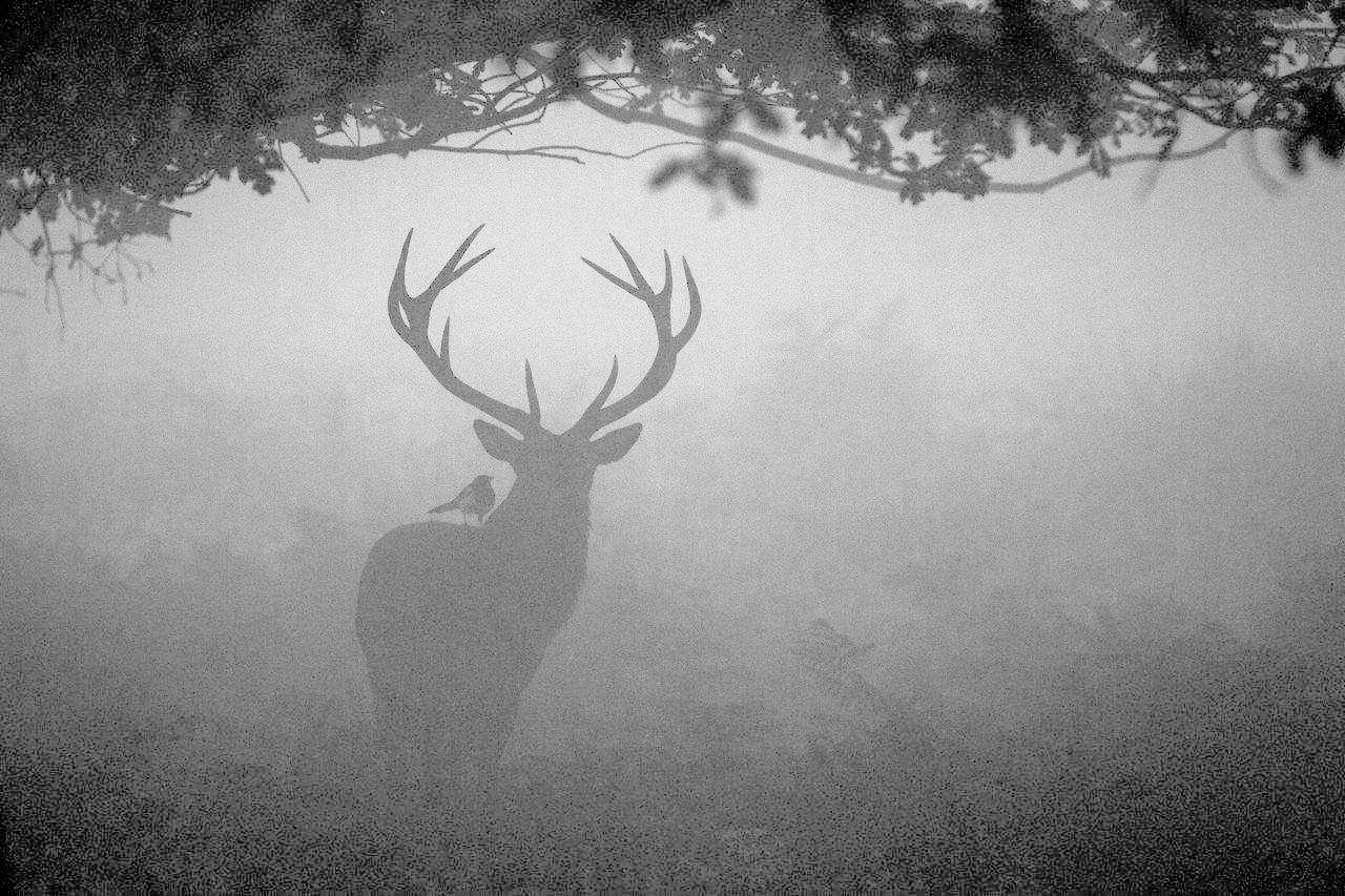 Un cerf dans la pénombre au moment du brame