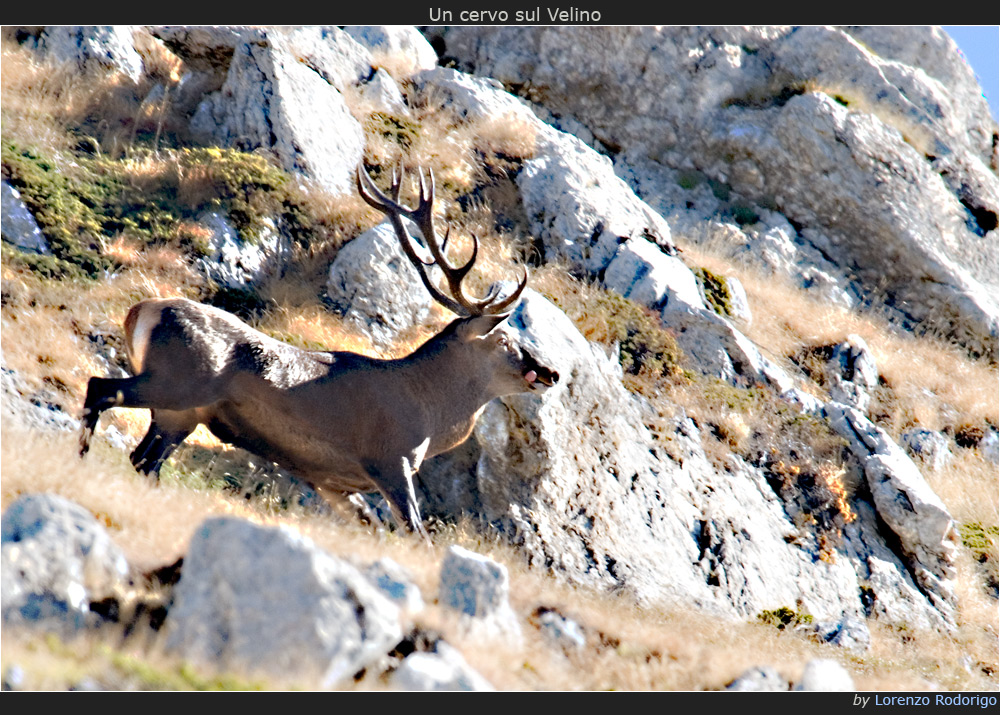 Un cervo sul Velino