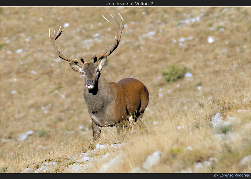 Un cervo sul Velino 2