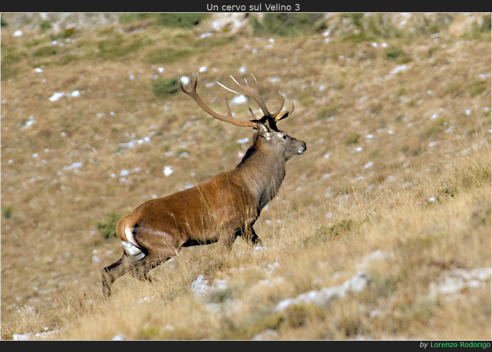 Un cervo sul Velino 3