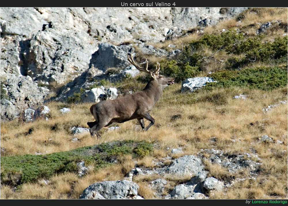 Un cervo sul Velino 4