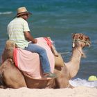 un chameau sur la plage d'Hhammamet  !