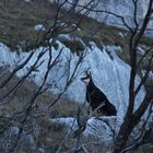 un chamois entre 2 branches