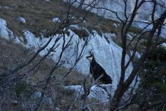 un chamois entre 2 branches