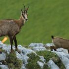 un chamois et son petit