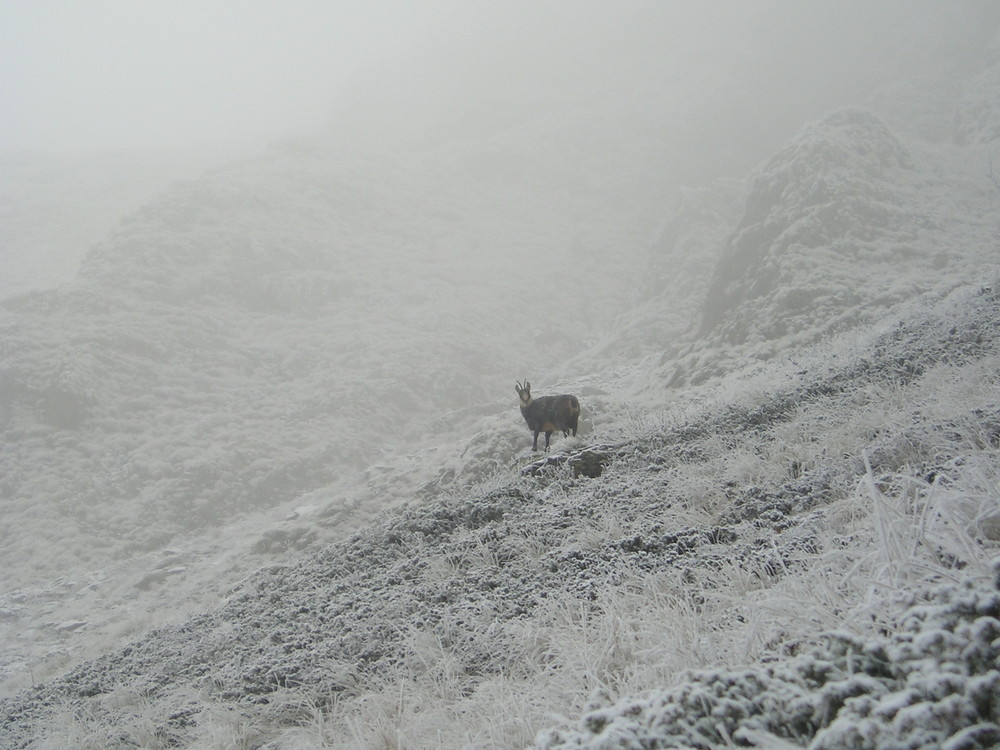 un chamois surpris par le froid