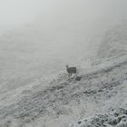 un chamois surpris par le froid