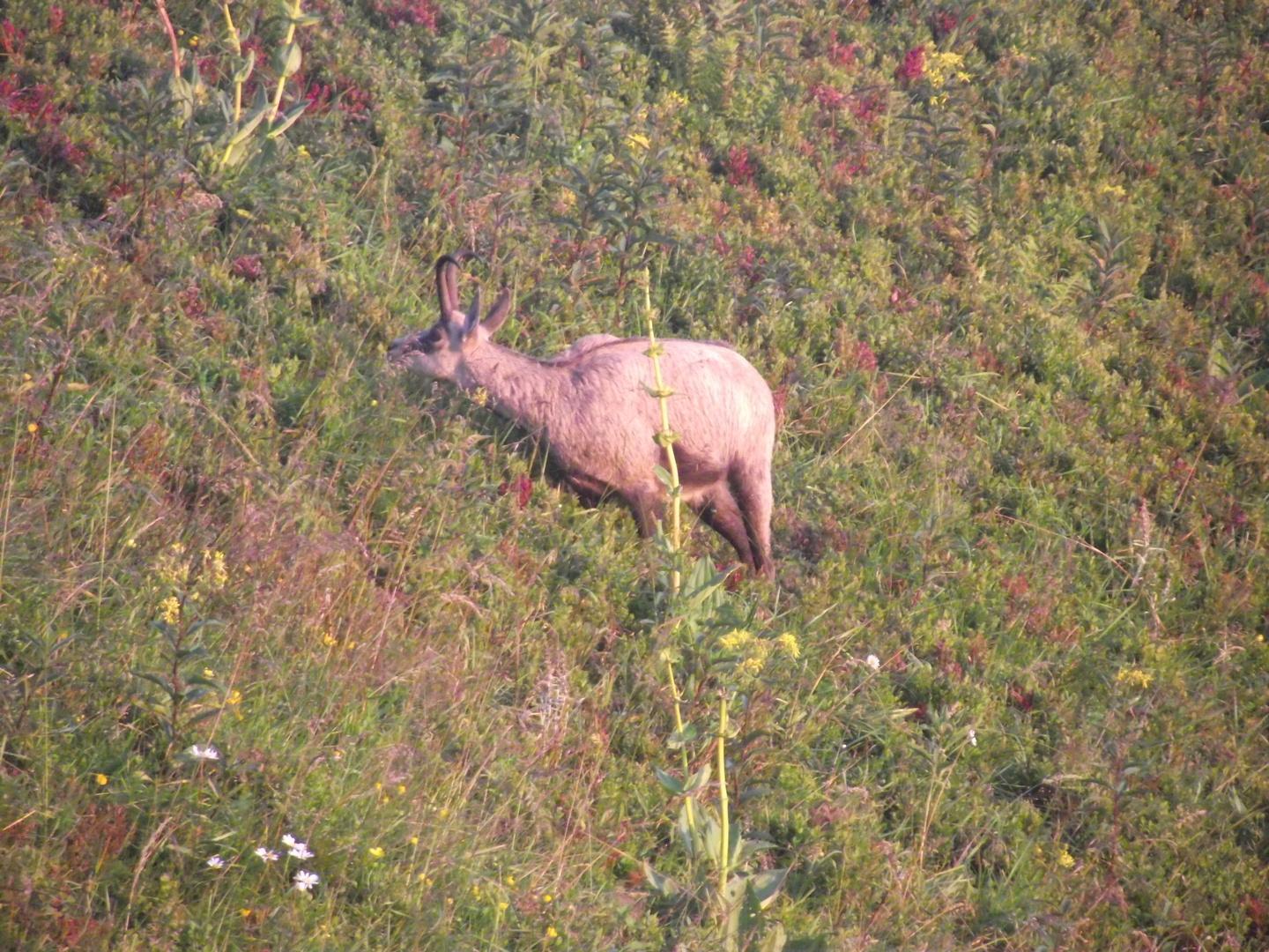 un chamois vosgien