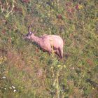 un chamois vosgien