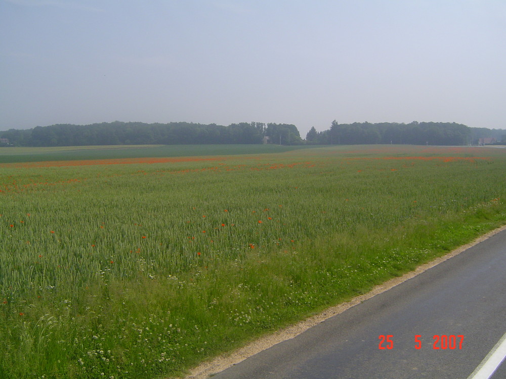 un champ de blé avec des coquelicots