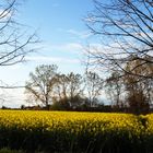 Un champ de colza en début de printemps