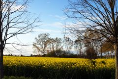 Un champ de colza en début de printemps