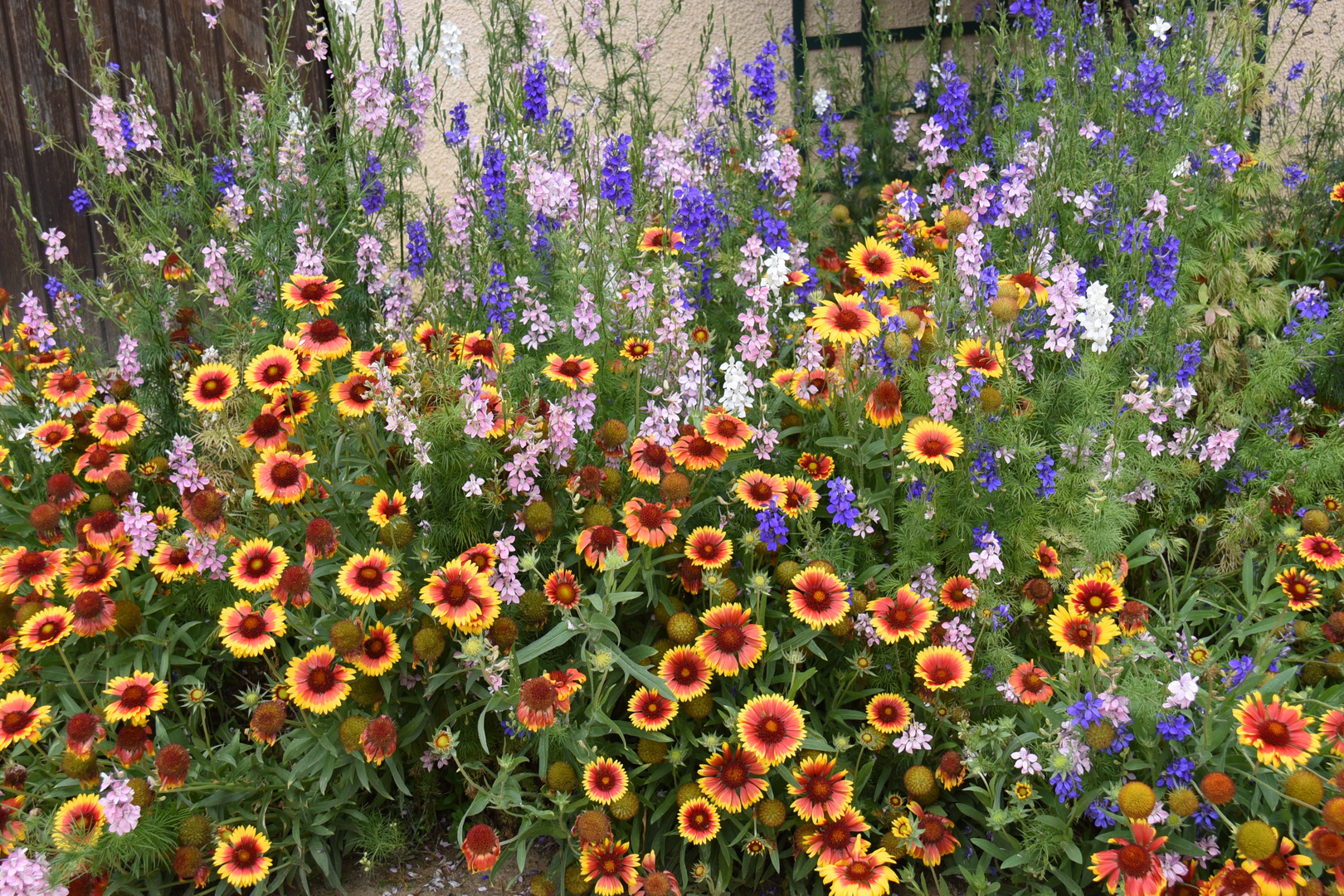 un champ de fleurs dans la maison de mon père