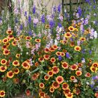 un champ de fleurs dans la maison de mon père