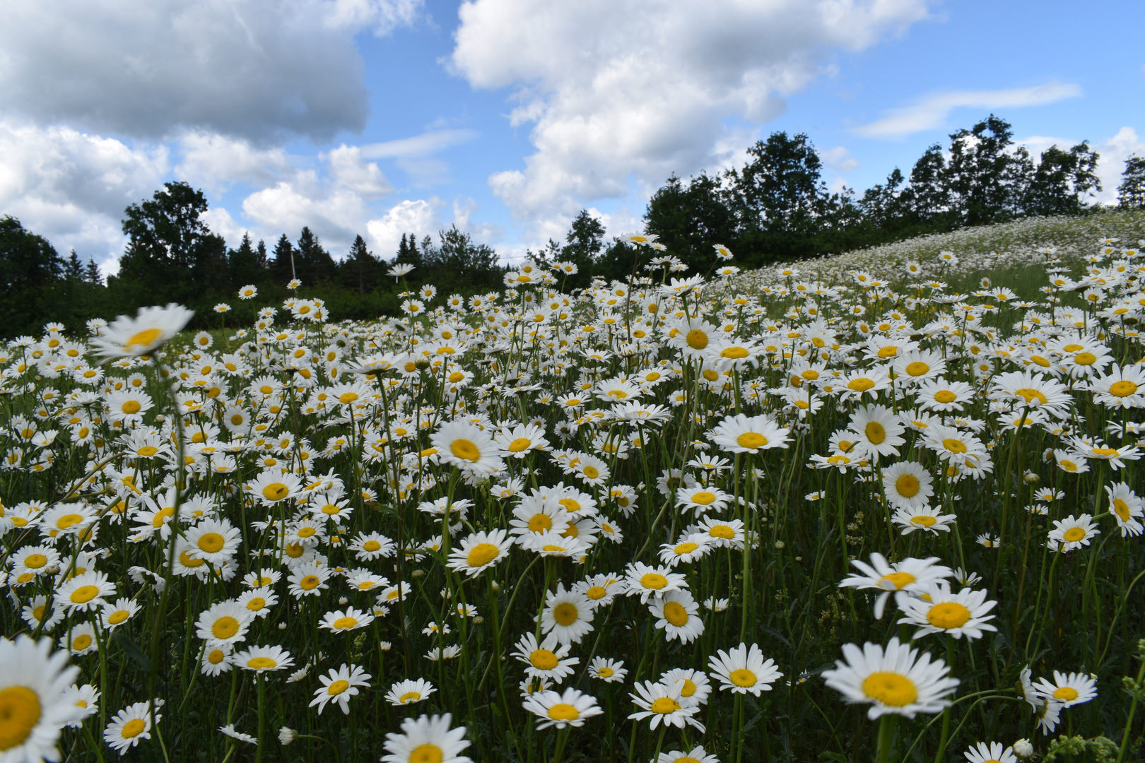 Un champ de marguerites sous un ciel nuageux