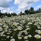 Un champ de marguerites sous un ciel nuageux