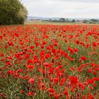 Un champ de pavots rouges