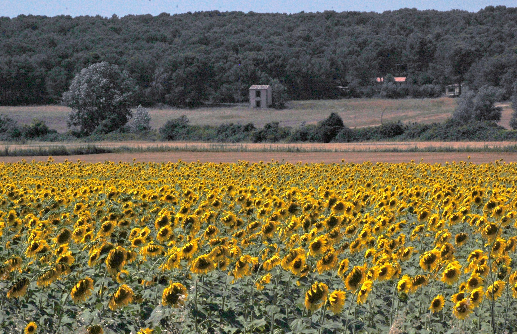 un champ de Tournesol