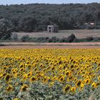 un champ de Tournesol