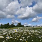 Un champ en fleur 