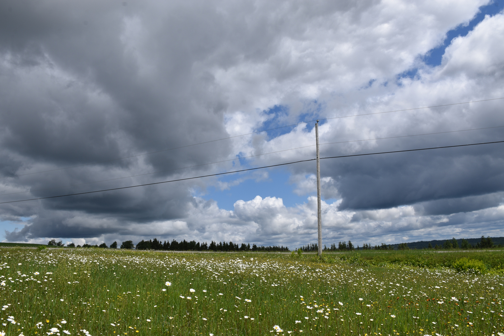 Un champ en fleur sous un ciel nuageux