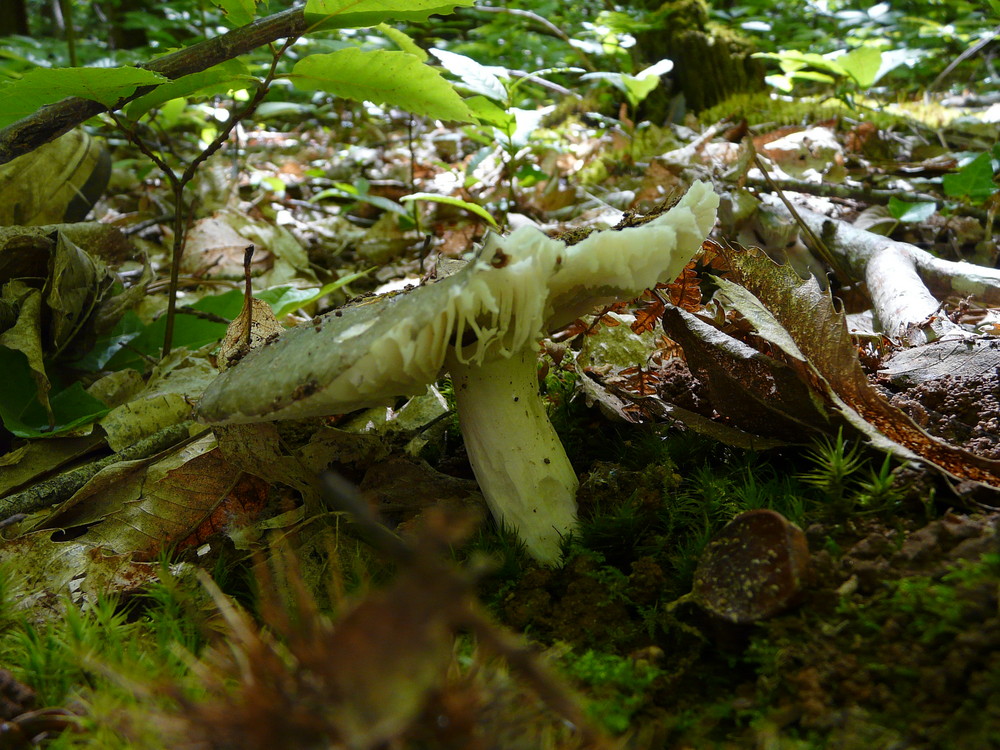 un champignon