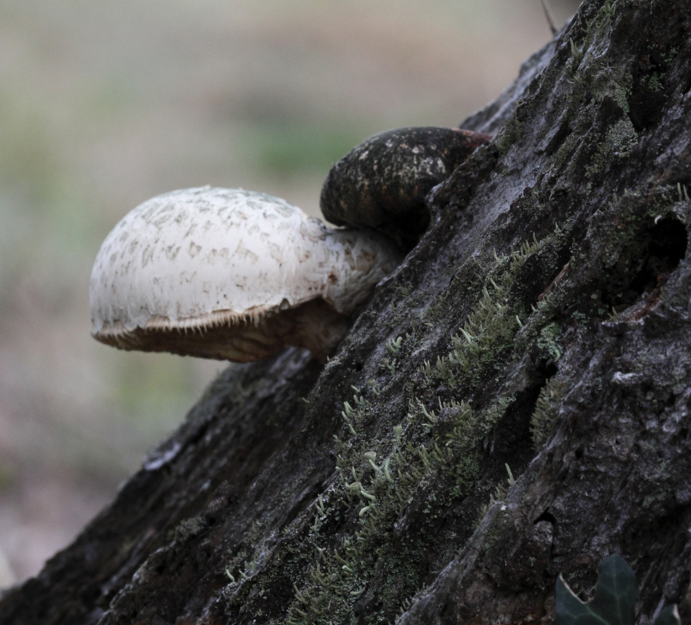 un champignon blanc !!! photo et image plantes, champignons & lichens, nature Images