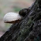 un champignon blanc !!!