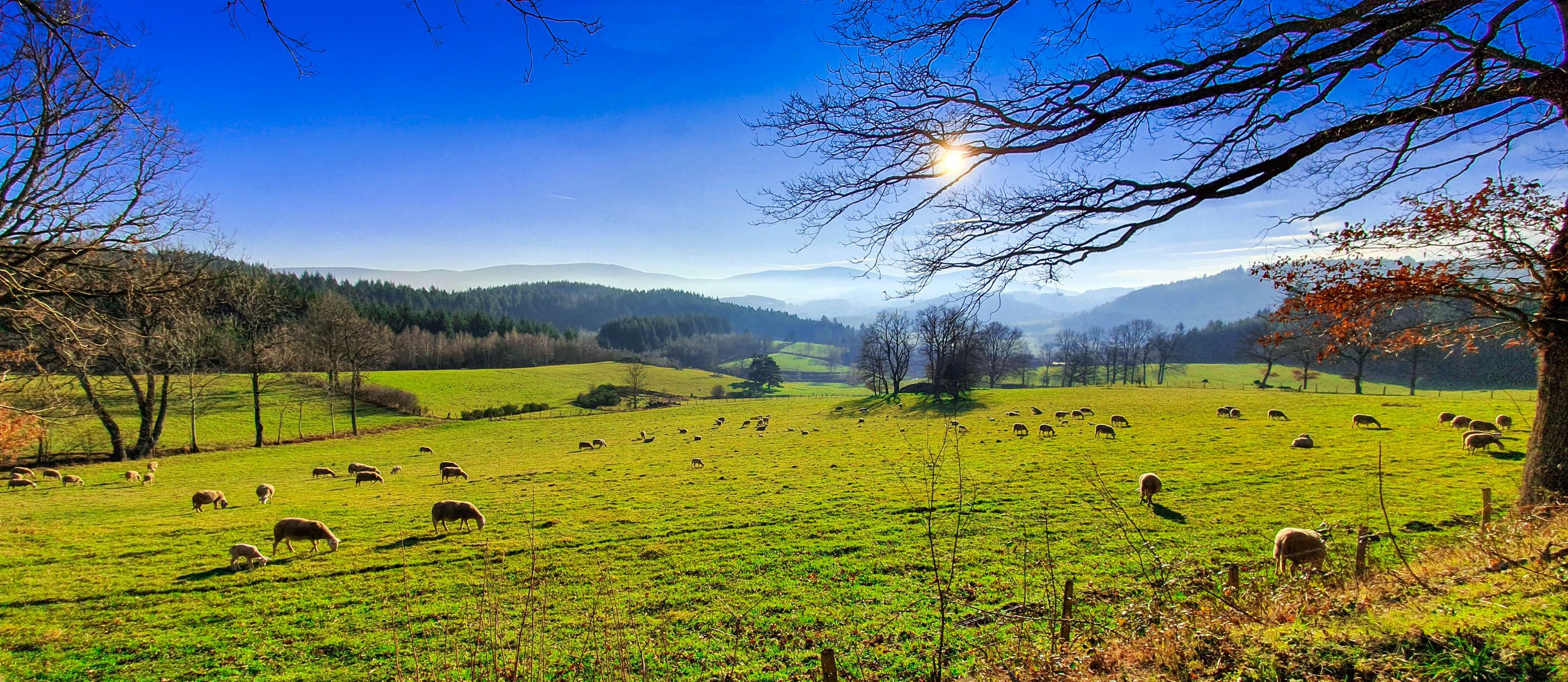 Un champs de moutons