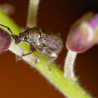 Un charançon sur la glycine