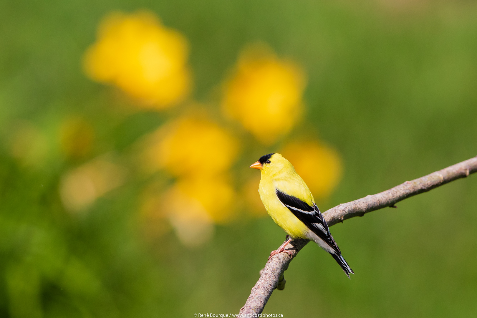 Un chardonneret jaune se fond dans le décor !