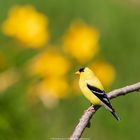 Un chardonneret jaune se fond dans le décor !