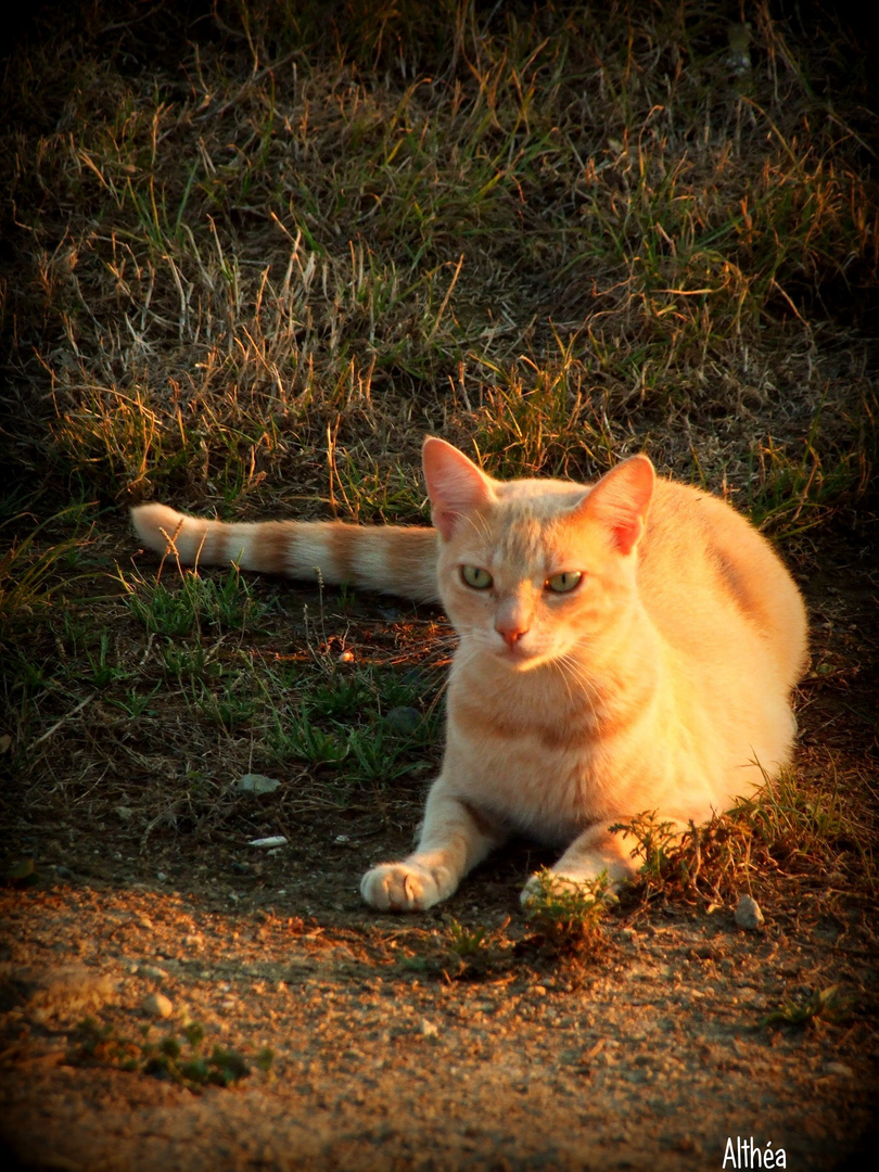 Un chat à l'affut