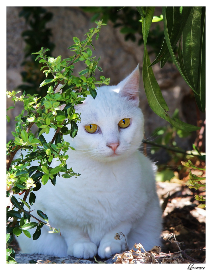 Un chat au coin d'une rue.