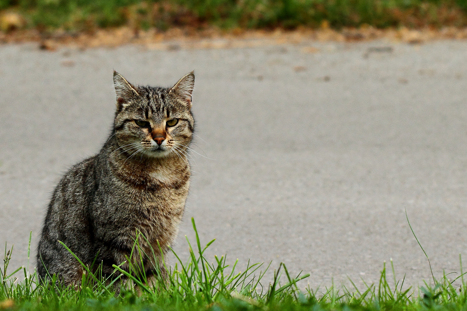 un chat bien calme 