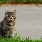 un chat bien calme 