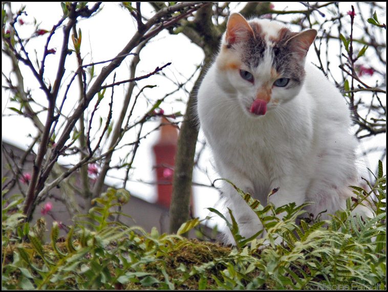 Un chat coopératif... Ho la belle langue !