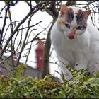 Un chat coopératif... Ho la belle langue !