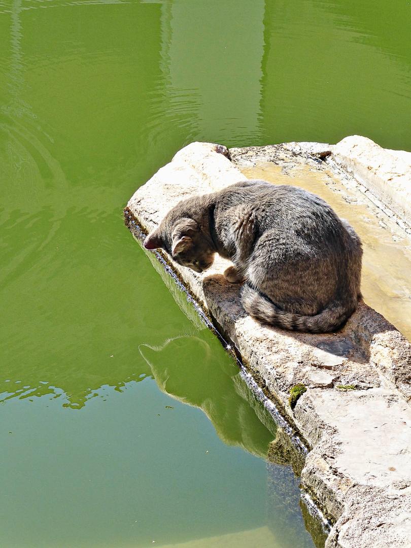 un chat curieux