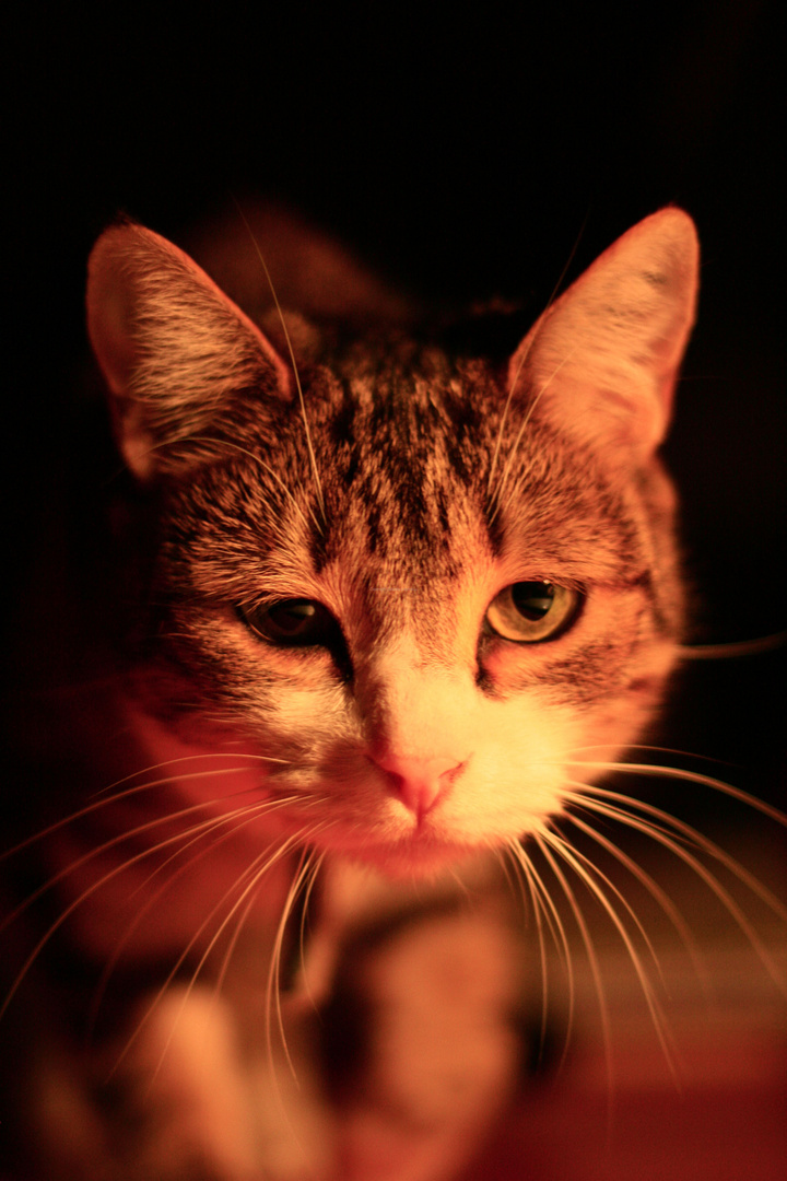 Un chat dans la savane