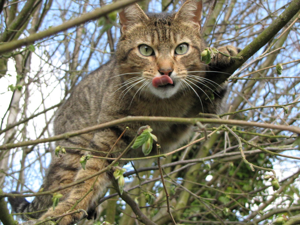 un chat dans un arbre