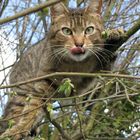 un chat dans un arbre