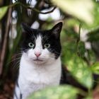 Un chat du cimetière du Père la Chaise