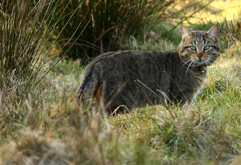 un chat en ballade !