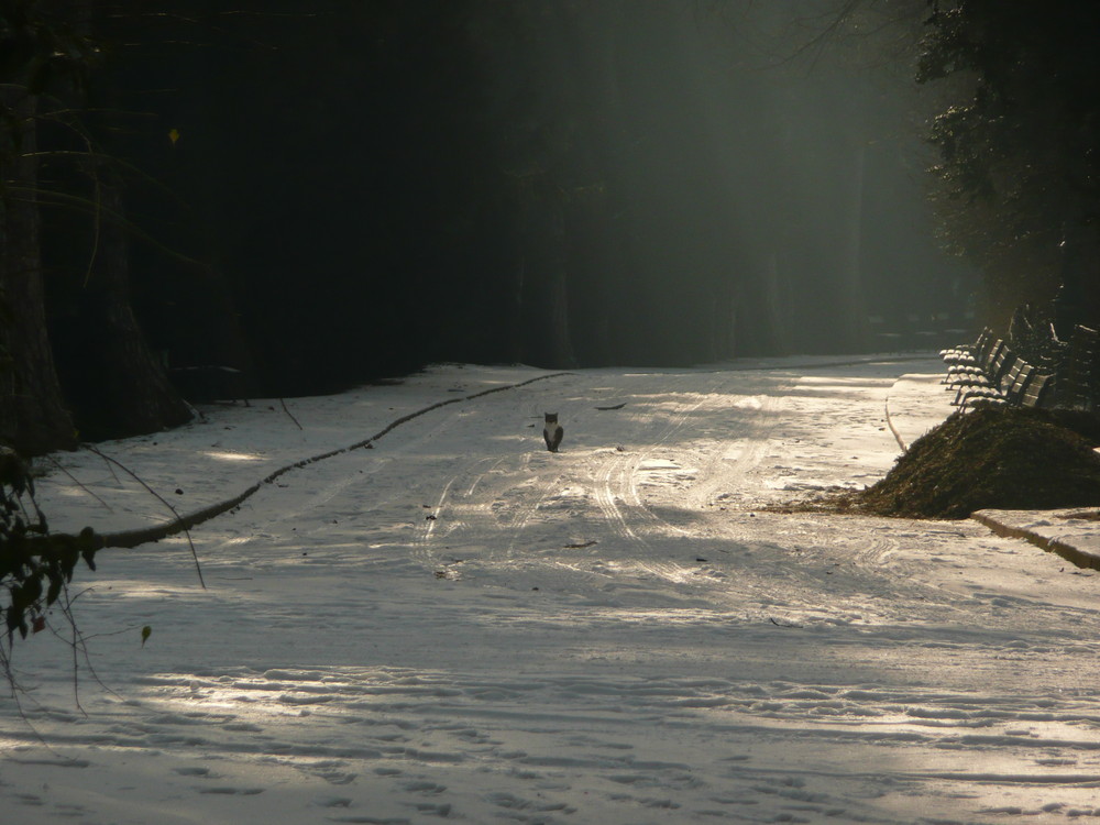 Un chat en hiver