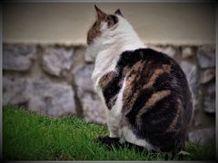 un chat  géant impassible .....