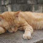 Un chat heureux à Labin