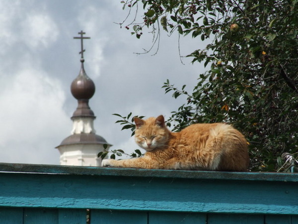 un chat roux