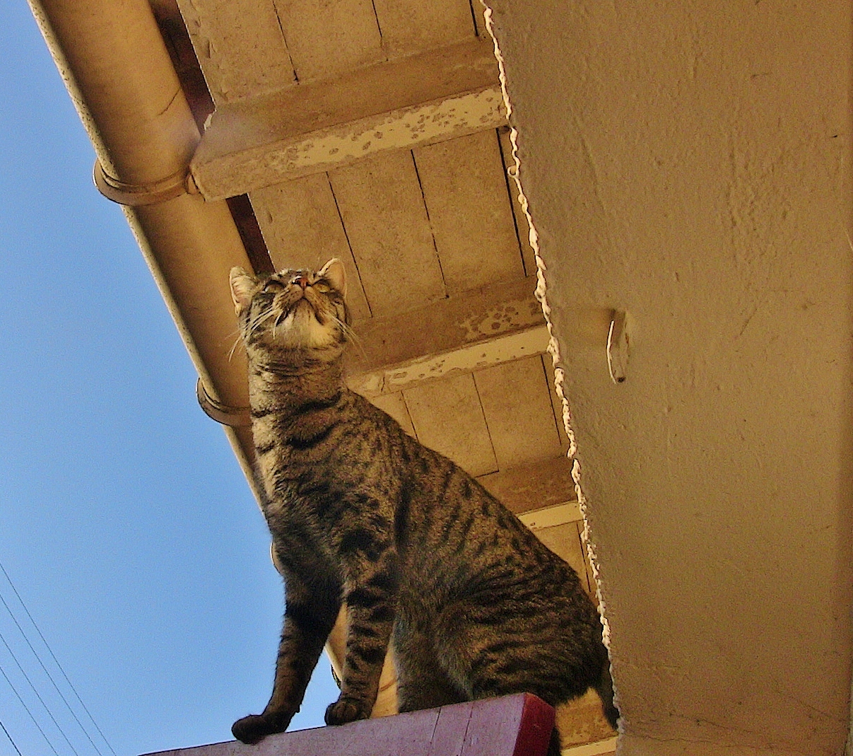 un chat sous le toit.......et moi émois....!!!