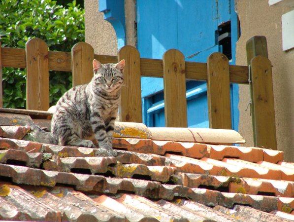 un chat sur le toit ....